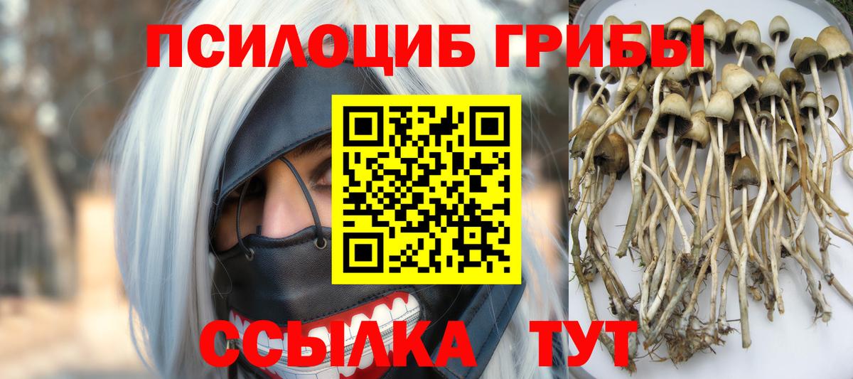 Вышний Волочёк  Галлюциногенные грибы Cubensis  Вход с VPN 